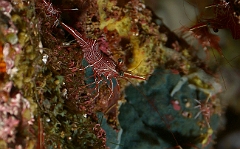 Raja Ampat 2016 - Rhynchocinetes durbanensis - Dancing shrimp - Crevettes danseuses de Durban - IMG_4731_rc